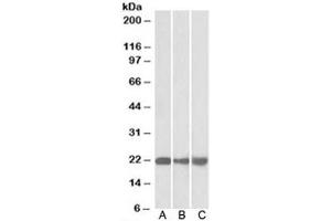 Western blot of mouse NIH3T3 (A), and human HEK293 (B) and HepG2 (C) lysate with PEBP1 antibody at 0. (PEBP1 Antikörper)