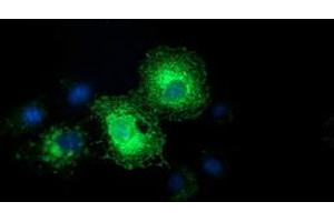 Anti-EFNA2 mouse monoclonal antibody (ABIN2453845) immunofluorescent staining of COS7 cells transiently transfected by pCMV6-ENTRY EFNA2 (RC213728).