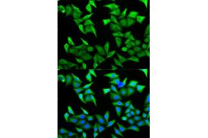 Immunofluorescence analysis of HeLa cells using PVRL2 antibody (ABIN5973114). (PVRL2 Antikörper)