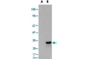 HEK293 overexpressing PSMF1 and probed with PSMF1 polyclonal antibody  (mock transfection in first lane), tested by Origene. (PSMF1 Antikörper)