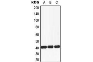 Western blot analysis of CD174 expression in MCF7 (A), Raw264. (FUT3 Antikörper  (Center))