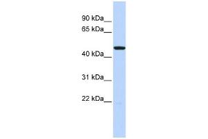 WB Suggested Anti-HTR3C Antibody Titration: 0. (HTR3C Antikörper  (Middle Region))