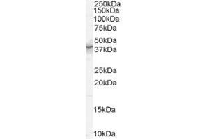 ABIN185706 (0. (QKI Antikörper  (N-Term))