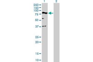 Western Blotting (WB) image for anti-Deformed Epidermal Autoregulatory Factor 1 (Drosophila) (DEAF1) (AA 1-565) antibody (ABIN523921)
