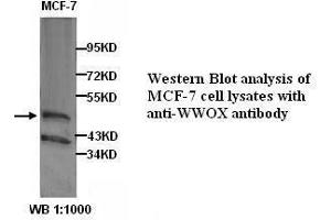 Image no. 1 for anti-WW Domain Containing Oxidoreductase (WWOX) antibody (ABIN790974) (WWOX Antikörper)