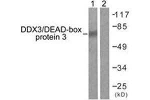 Western Blotting (WB) image for anti-DEAD (Asp-Glu-Ala-Asp) Box Polypeptide 3, X-Linked (DDX3X) (AA 466-515) antibody (ABIN2888820) (DDX3X Antikörper  (AA 466-515))