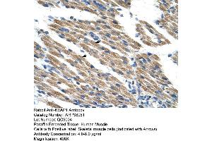 Human Muscle (KEAP1 Antikörper  (C-Term))
