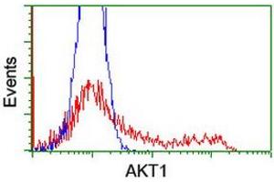 Image no. 2 for anti-V-Akt Murine Thymoma Viral Oncogene Homolog 1 (AKT1) antibody (ABIN1496559) (AKT1 Antikörper)
