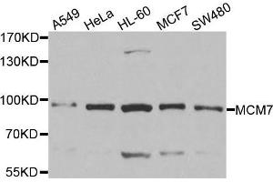 Western blot analysis of extracts of various cell lines, using MCM7 antibody.