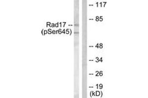 Western blot analysis of extracts from HeLa cells treated with UV 15', using RAD17 (Phospho-Ser645) Antibody.