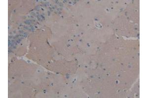 IHC-P analysis of Mouse Brain Tissue, with DAB staining. (FGF2 Antikörper  (AA 10-154))
