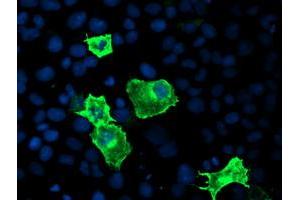 Anti-CYP2J2 mouse monoclonal antibody (ABIN2454989) immunofluorescent staining of COS7 cells transiently transfected by pCMV6-ENTRY CYP2J2 (RC207417). (CYP2J2 Antikörper)