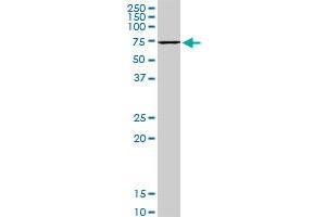 HSPA1B monoclonal antibody (M05), clone 2D11. (HSPA1B Antikörper  (AA 531-611))