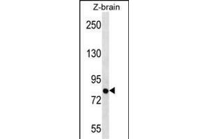 Zebrafish SIM1 Antibody (N-term) (ABIN656884 and ABIN2846084) western blot analysis in zebra fish brain tissue lysates (35 μg/lane).