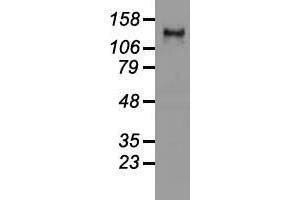Western blot analysis of 35 µg of cell extracts from human (HeLa) cells using anti-L1CAM antibody.