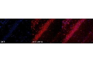 Immunohistochemistry analysis using Rabbit Anti-GRP78 Polyclonal Antibody (ABIN2486762). (GRP78 Antikörper  (PerCP))