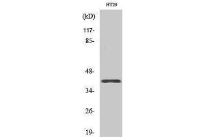 Western Blotting (WB) image for anti-Olfactory Receptor, Family 8, Subfamily S, Member 1 (OR8S1) (Internal Region) antibody (ABIN3186203)