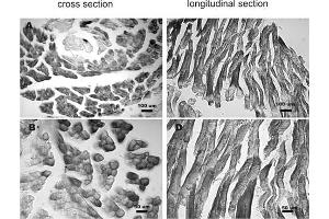 Immunohistochemistry (IHC) image for anti-Fibronectin Type III Domain Containing 5 (FNDC5) (AA 42-112) antibody (Magnetic Particles) (ABIN2873079)