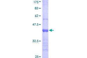 Lipocalin 1 Protein (LCN1) (AA 24-120) (GST tag)