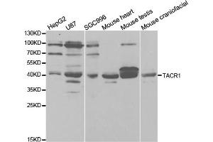 Western blot analysis of extracts of various cell lines, using TACR1 antibody. (TACR1 Antikörper)