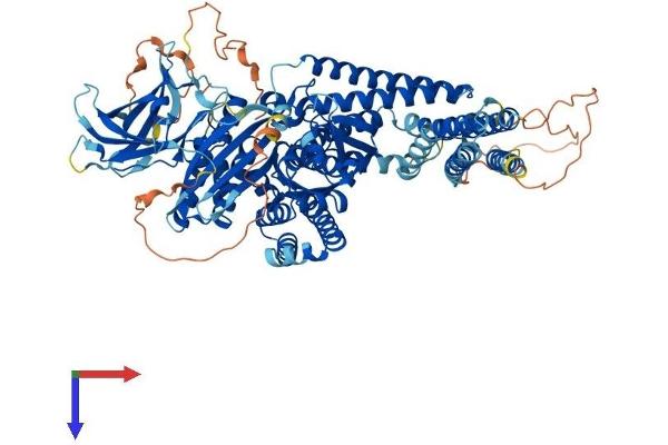 INPP4B Protein (AA 1-924) (His tag)