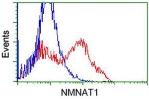 HEK293T cells transfected with either RC204825 overexpress plasmid (Red) or empty vector control plasmid (Blue) were immunostained by anti-NMNAT1 antibody (ABIN2454078), and then analyzed by flow cytometry.