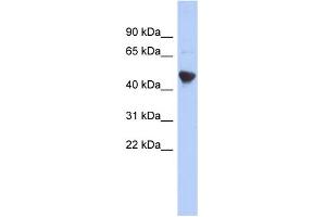 WB Suggested Anti-IER5L Antibody Titration: 0. (IER5L Antikörper  (Middle Region))