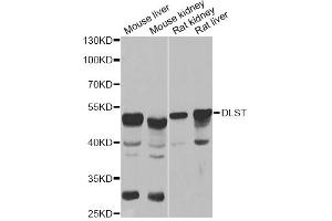 Western blot analysis of extracts of various cell lines, using DLST antibody (ABIN6292010) at 1:1000 dilution. (DLST Antikörper)