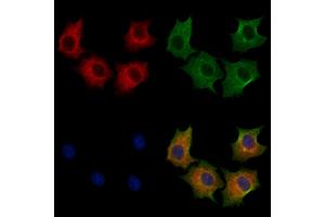 ABIN7094258 and ABIN7098305 staining HepG2 cells by IF/ICC. (GLRX3 Antikörper  (Internal Region))