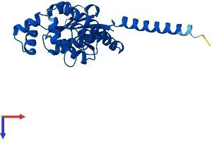 DCAKD Protein (AA 1-231) (His tag)