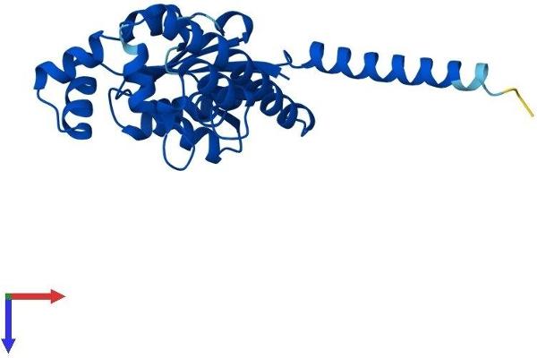DCAKD Protein (AA 1-231) (His tag)