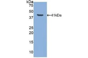 Detection of Recombinant LTF, Canine using Polyclonal Antibody to Lactoferrin (LTF) (Lactoferrin Antikörper  (AA 28-351))