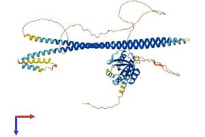RASEF Protein (AA 1-627) (His tag)