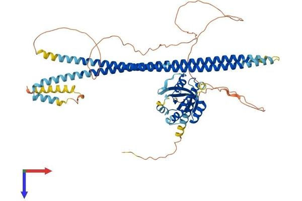 RASEF Protein (AA 1-627) (His tag)