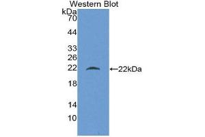 Western Blotting (WB) image for anti-Beta Lactoglobulin (LGB) (AA 19-178) antibody (ABIN1866902) (Beta Lactoglobulin (LGB) (AA 19-178) Antikörper)