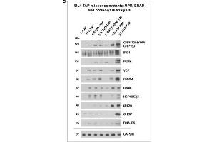 Western Blotting (WB) image for anti-Valosin Containing Protein (VCP) (C-Term) antibody (ABIN2854929)