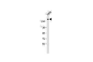 Western Blotting (WB) image for anti-Nestin (NES) (AA 1389-1416) antibody (ABIN388764)