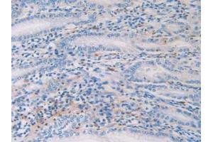IHC-P analysis of Human Stomach Tissue, with DAB staining. (HIST1H2AG Antikörper  (AA 1-130))