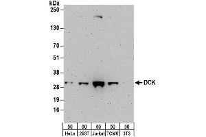 Western Blotting (WB) image for anti-Deoxycytidine Kinase (DCK) (AA 210-260) antibody (ABIN7453430)