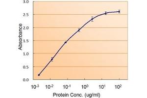 Image no. 1 for anti-RAD9 Homolog A (S. Pombe) (RAD9A) (C-Term) antibody (ABIN374855) (RAD9A Antikörper  (C-Term))