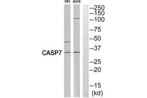 Western Blotting (WB) image for anti-Caspase 7, Apoptosis-Related Cysteine Peptidase (CASP7) (Cleaved-Ala207) antibody (ABIN1853506) (Caspase 7 Antikörper  (Cleaved-Ala207))