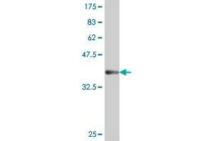 Western Blotting (WB) image for anti-Nuclear Receptor Subfamily 1, Group I, Member 2 (NR1I2) (AA 279-378) antibody (ABIN563843)