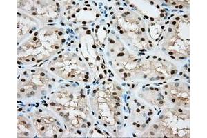 Image no. 6 for anti-Aryl Hydrocarbon Receptor Nuclear Translocator (ARNT) antibody (ABIN1496729) (ARNT Antikörper)