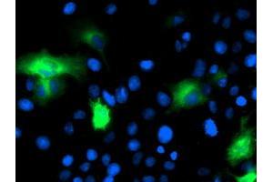 Anti-CAPN9 mouse monoclonal antibody (ABIN2455181) immunofluorescent staining of COS7 cells transiently transfected by pCMV6-ENTRY CAPN9 (RC215171). (Calpain 9 Antikörper)