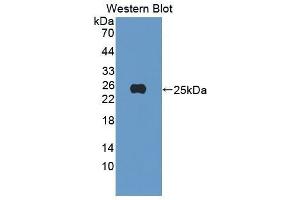 Western Blotting (WB) image for anti-Peroxiredoxin 4 (PRDX4) (AA 14-258) antibody (ABIN1176486) (Peroxiredoxin 4 Antikörper  (AA 14-258))