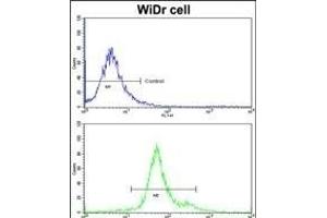 Flow cytometric analysis of widr cells using GSTP1 Antibody (C-term)(bottom histogram) compared to a negative control cell (top histogram)FITC-conjugated goat-anti-rabbit secondary antibodies were used for the analysis. (GSTP1 Antikörper  (C-Term))
