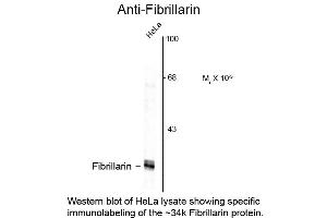 Western Blot of Anti-Fibrillarin (Mouse) Antibody - 200-301-D39 Western Blot of Anti-Fibrillarin (Mouse) Antibody. (Fibrillarin Antikörper)