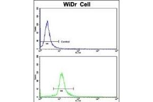 Flow cytometric analysis of WiDr cells using DDX53 Antibody (C-term)(bottom histogram) compared to a negative control cell (top histogram). (DDX53 Antikörper  (C-Term))
