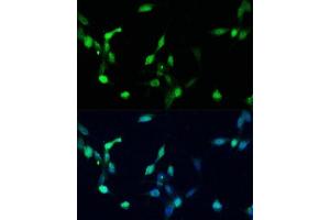Immunofluorescence analysis of NIH/3T3 cells using p27 KIP 1 antibody (ABIN3020889, ABIN3020890, ABIN3020891 and ABIN6213779) at dilution of 1:100.
