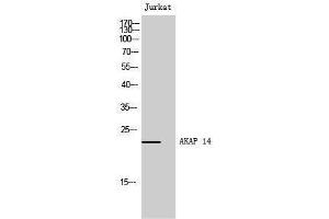 Western Blotting (WB) image for anti-A Kinase (PRKA) Anchor Protein 14 (AKAP14) (N-Term) antibody (ABIN3183219) (AKAP14 Antikörper  (N-Term))